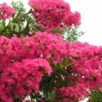 叢生紫薇、大白蠟、牡丹石榴、國(guó)槐、垂柳、饅頭柳、北美海棠、榆