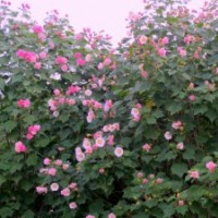 湖南紅葉碧桃,花石榴樹,木芙蓉,湖南在等您