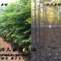 6公分欒樹價(jià)格,8公分欒樹價(jià)格