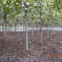 法桐白蠟國(guó)槐