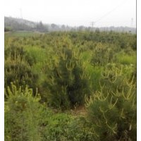 山西精品白皮松供應(yīng)|占地白皮松銷售|白皮松小苗價(jià)格