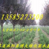 紅葉李、紫葉桃、紅楓、紅瑞木、美人梅、黃金槐、高桿女貞