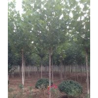 大量法桐、白蠟、白皮松出售