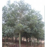 20公分杜英,20公分杜英樹供應,綠盛最專業(yè)