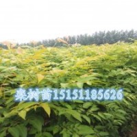 江蘇1米高欒樹苗行道樹2-10公分欒樹工程苗量大送貨上門