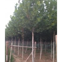 出售白蠟、法桐、白皮松、國槐