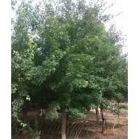 五角楓、三角楓、黃櫨、北欒、白玉蘭、紅玉蘭、二喬玉蘭、廣玉蘭