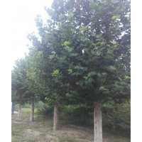 供應(yīng)綠化苗木法桐、白蠟、合歡、國槐、龍爪槐、火炬樹、欒樹、榆