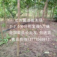什么苗越大越值錢兩公分紫薇放苗圃最合適
