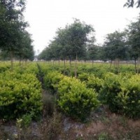 80-120冠紅葉石楠球、金森女貞球