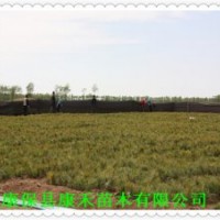 一年生 地栽樟子松小樹苗 12-15公分