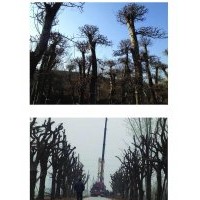 供應(yīng)大型樹木