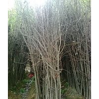 山東郯城-銀杏樹(shù)專供