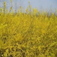 連翹苗山西連翹苗價(jià)格1-2年生連翹苗