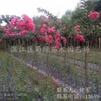 四川紅花紫薇-成都紅花紫薇-最正宗溫江大紅花紫薇