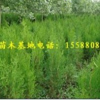 提供黑松苗 油松苗 側柏苗