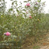 高規(guī)格精品苗木流蘇,海棠,金葉女貞
