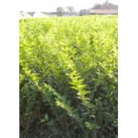 海棠、流蘇、等系列精品苗木