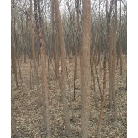 苗木新疆楊,柳樹,沙棗苗