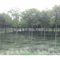 成都高桿桂花，成都高桿桂花價格