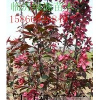 王族海棠，凱爾斯海棠，西府海棠，冬紅海棠