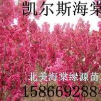 凱爾斯海棠，西府海棠，冬紅海棠，紅麗海棠