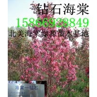 鉆石海棠，紅瑪瑙海棠，俏佳人海棠，珠穆朗瑪海棠