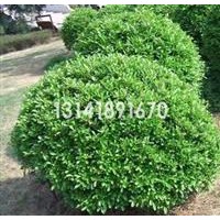 江蘇張家港黃氏法國(guó)冬青 香櫞樹(shù)銷售基地