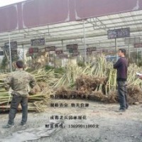 提供最新高級(jí)芙蓉花