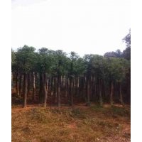 香樟基地直銷各種規(guī)格香樟