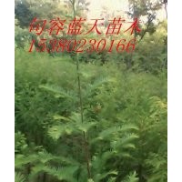 落羽杉 江蘇落羽杉基地 落羽杉小苗