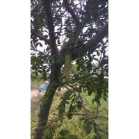 供應(yīng)小皂莢樹(shù)苗