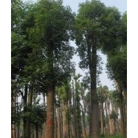 湖南香樟大型苗木基地產(chǎn)品介紹。