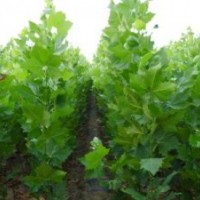 山東濟(jì)寧1米高法桐小苗法桐價(jià)格