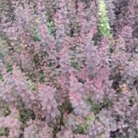 青州綠化苗木紅葉小檗