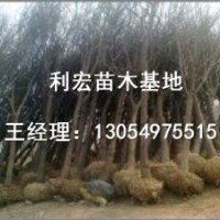 天津3公分造型法桐價格行情