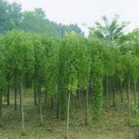 大量國(guó)槐、龍爪槐、金葉槐、金葉女貞球、速生法桐供應(yīng)中