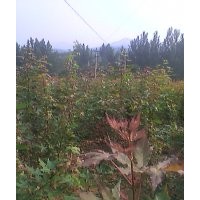 五角楓 元寶楓 紅楓