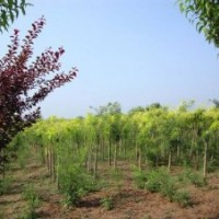 15公分國槐價格18公分國槐價格20公分國槐價格