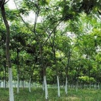 12公分合歡15公分合歡18公分合歡20公分合歡大規(guī)格合歡