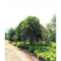 大量低價處理桂花樹（移植樹）