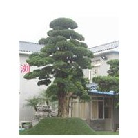 紅葉石楠扦插苗、桂花樹、八月桂花小苗、丹桂小苗、大杜英、紅花