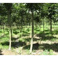 現(xiàn)在8公分無患子價(jià)格.10公分無患子價(jià)格.12公分無患子價(jià)格