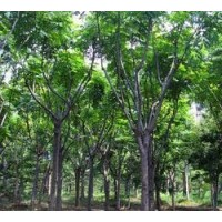 欒樹(shù)價(jià)格精品欒樹(shù)報(bào)價(jià)基地