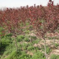 供應紅寶石海棠