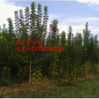 青竹復(fù)葉槭成品樹(shù)