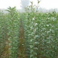 當(dāng)年大葉女貞小苗價格.1.5公分高桿女貞價格