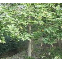 移植15公分鵝掌楸價(jià)格精品18公分鵝掌楸價(jià)格格20公分鵝掌楸價(jià)格