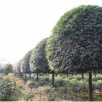 四川桂花，成都桂花，精品桂花