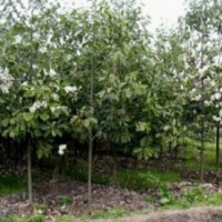 供應含笑報價.含笑價格10公分含笑供應